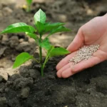 Nawozy azotowe – kluczowy element nawożenia w nowoczesnym rolnictwie